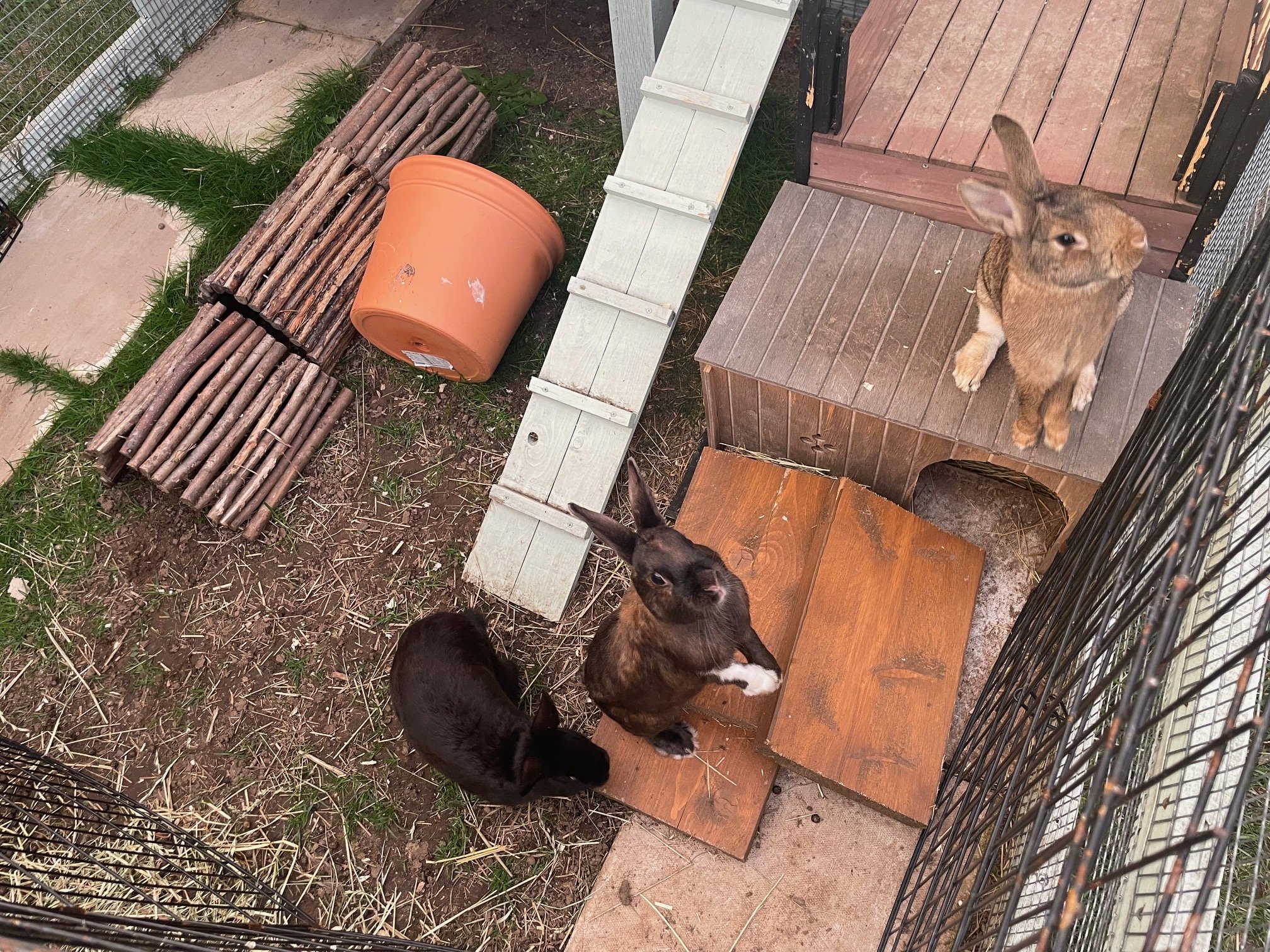 Rabbit hutches and runs Ivy Dene Rabbit Rescue